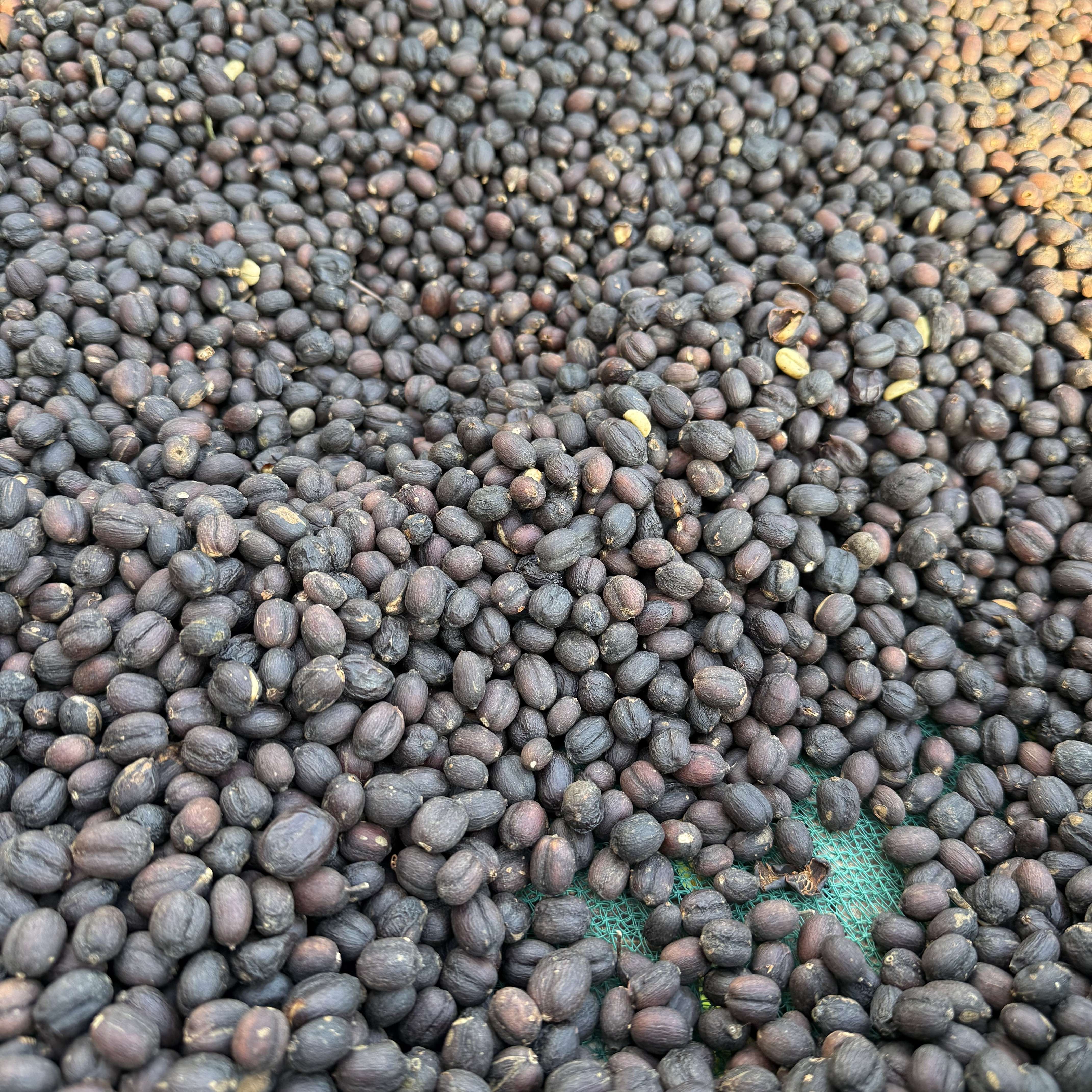 Ka エチオピア・チェルチェレW ボリビア・ナチュラル 各5kg（生豆） Ka